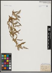 Foto von Salix alba L.